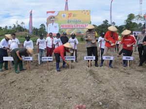 Canangkan Program Merdeka Pangan, Sulbar Genjot Produksi 2 Tanaman Ini Canangkan Program Merdeka Pangan, Sulbar Genjot Produksi 2 Tanaman Ini