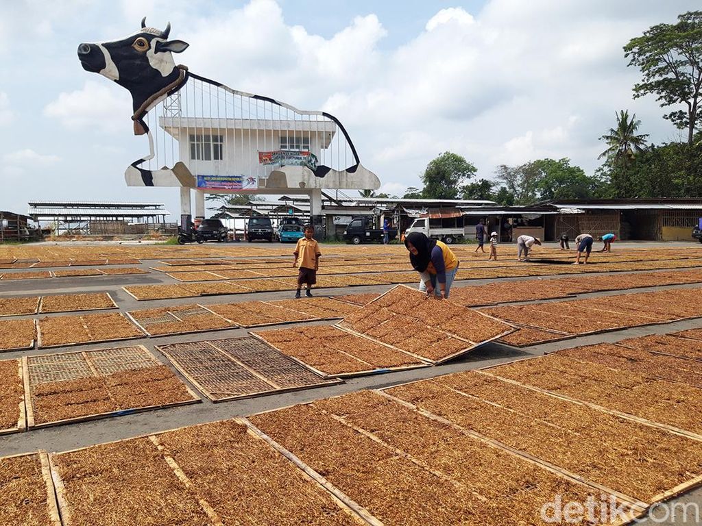 Berburu Panas Sinar Matahari, Petani Tembakau Boyolali Turun Gunung Berburu Panas Sinar Matahari, Petani Tembakau Boyolali Turun Gunung