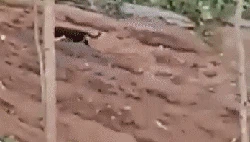 5 Fakta Macan Kumbang yang Muncul di Pangalengan Bandung