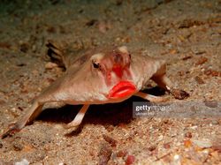 7 Hewan Berbentuk Aneh di Dunia, Ada Ikan Berlipstik Merah!