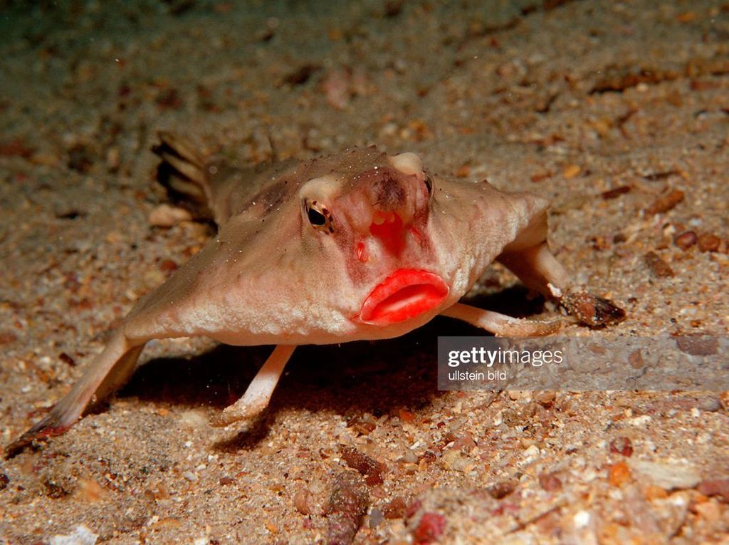 7 Hewan Berbentuk Aneh di Dunia, Ada Ikan Berlipstik Merah! 7 Hewan Berbentuk Aneh di Dunia, Ada Ikan Berlipstik Merah!