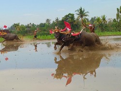 Menengok Makepung Lampit, Adu Cepat Olah Sawah Jelang Tanam Padi