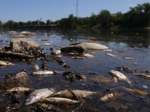 Kematian Massal Ratusan Ton Ikan Bingungkan Polandia dan Jerman