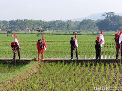 Salut! 1.000 Bendera Merah Putih Berkibar di Persawahan Ponjong Gunungkidul