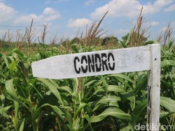 Kisah Dusun Condro Pati Tak Boleh Lebih dari 7 Rumah, Kini Malah Tinggal 4 Saja