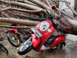 Pohon Tumbang Timpa Motor hingga Rumah di Gresik
