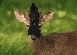 7 Potret Polah Tingkah Unik Hewan di Depan Kamera