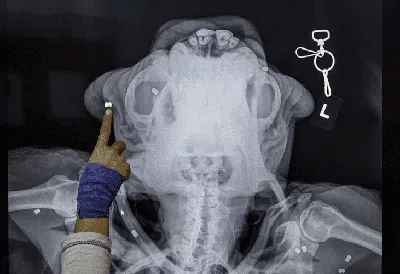 Deretan Foto X-Ray yang Bikin Merinding