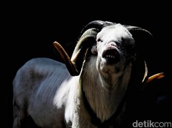 Judi Membuat Harga Domba Garut Melonjak sampai Setengah Miliar?