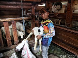 Cara Merawat Domba Garut hingga Dihargai Ratusan Juta, Tak Perlu Vitamin