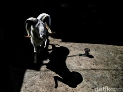 Domba Garut, Si Kecil Berharga sampai Ratusan Juta