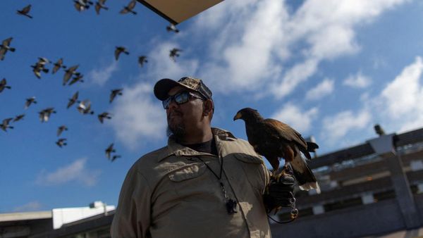 Kenalkan Pac-Man, Burung Elang Penjaga Stasiun Kereta di California