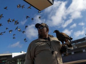 Kenalkan Pac-Man, Burung Elang Penjaga Stasiun Kereta di California Kenalkan Pac-Man, Burung Elang Penjaga Stasiun Kereta di California