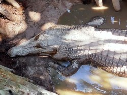 Ngeri! Ketua RT di Banyuasin Hilang Diterkam Buaya
