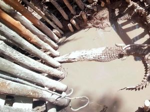 Konflik dengan Manusia, 28 Ekor Buaya di Kepri Dievakuasi