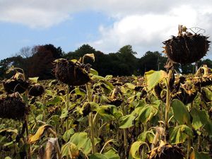 Barisan Bunga Matahari di Prancis Mati Tersengat Panas Ekstrem Barisan Bunga Matahari di Prancis Mati Tersengat Panas Ekstrem