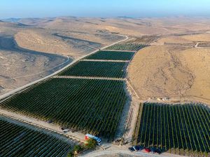 Wow... Teknologi Pertanian Sukses Ubah Gurun Tandus Jadi Kebun Anggur