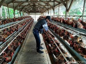 Harga Telur Naik, Peternak Lamongan Beberkan Sebabnya Harga Telur Naik, Peternak Lamongan Beberkan Sebabnya