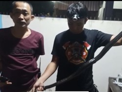 Damkar Parepare Kembali Evakuasi Ular Black Boiga di Rumah Warga