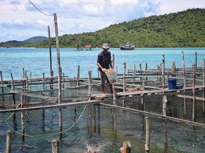 Ikan Napoleon Banyak Dibudi Daya, Warga Anambas Malah Ogah Makan