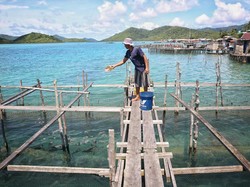 Ikan Napoleon Bak Permata di Anambas, Seekor Harganya Rp 1 Juta!