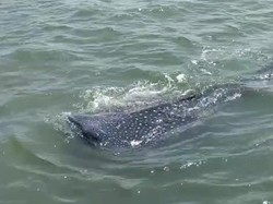 Kawanan Hiu Tutul Muncul Lagi di Perairan Pasuruan, Intip Tingkahnya!