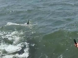 Cara Lihat Hiu Tutul yang Muncul di Perairan Pasuruan, Simak Detailnya Yuk!