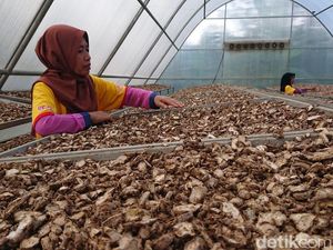 11 Manfaat Jahe Merah untuk Kesehatan yang Harus Kamu Tahu