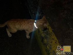Kalung Reflektif, Upaya UnpadSF Cegah Kucing Tertabrak di Jalan