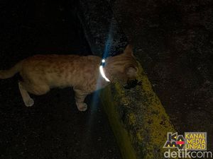 Kalung Reflektif, Upaya UnpadSF Cegah Kucing Tertabrak di Jalan Kalung Reflektif, Upaya UnpadSF Cegah Kucing Tertabrak di Jalan