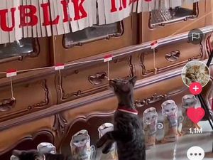 Viral Kucing Ikut Lomba 17 Agustus, Gemas dan Bikin Ngakak