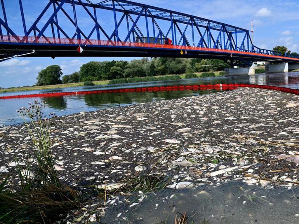 Masih Misterius, Ribuan Ikan Mati di Sungai Jerman-Polandia