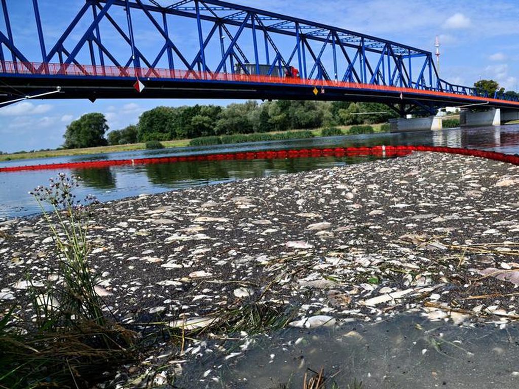 Masih Misterius, Ribuan Ikan Mati di Sungai Jerman-Polandia Masih Misterius, Ribuan Ikan Mati di Sungai Jerman-Polandia