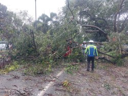 Brak! Angkot Ringsek Tertimpa Pohon Tumbang di Cilegon