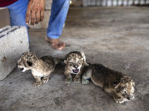 Potret Tiga Anak Singa yang Lahir di Kebun Binatang Gaza Potret Tiga Anak Singa yang Lahir di Kebun Binatang Gaza