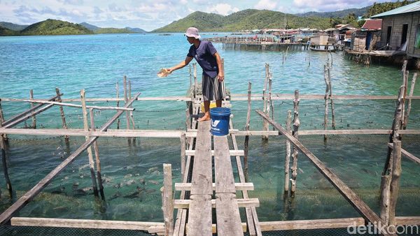Tergiur Budidaya Ikan Napoleon di Anambas, Tembus Rp 1 Juta Per Ekor