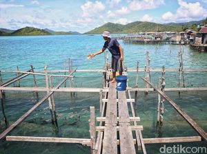 Tergiur Budidaya Ikan Napoleon di Anambas, Tembus Rp 1 Juta Per Ekor Tergiur Budidaya Ikan Napoleon di Anambas, Tembus Rp 1 Juta Per Ekor