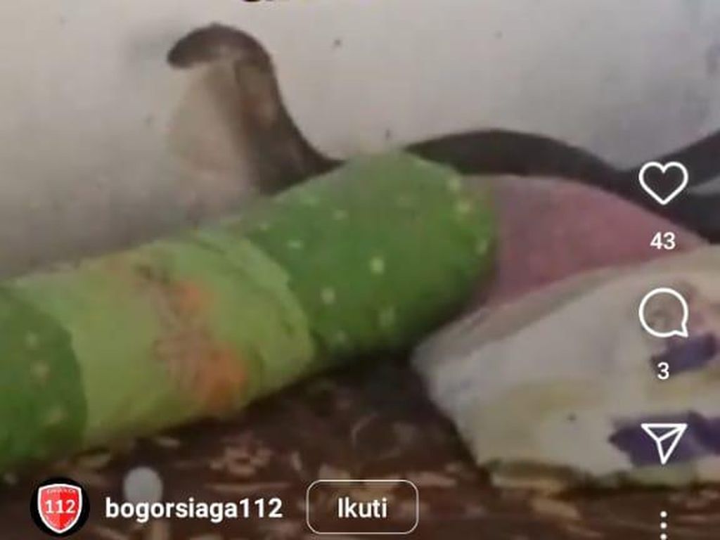 Geger Warga Tenjo Bogor Lihat King Cobra 4 Meter di Kasur