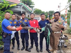 Mak Jegagik! Ular Piton 3 Meter Melingkar di Depan Pintu Rumah Warga Brebes