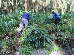Wilmar Budidayakan Rumput Odot untuk Pakan Ternak Warga di Sumut