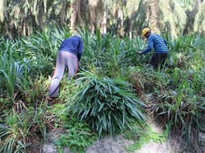 Wilmar Budidayakan Rumput Odot untuk Pakan Ternak Warga di Sumut Wilmar Budidayakan Rumput Odot untuk Pakan Ternak Warga di Sumut