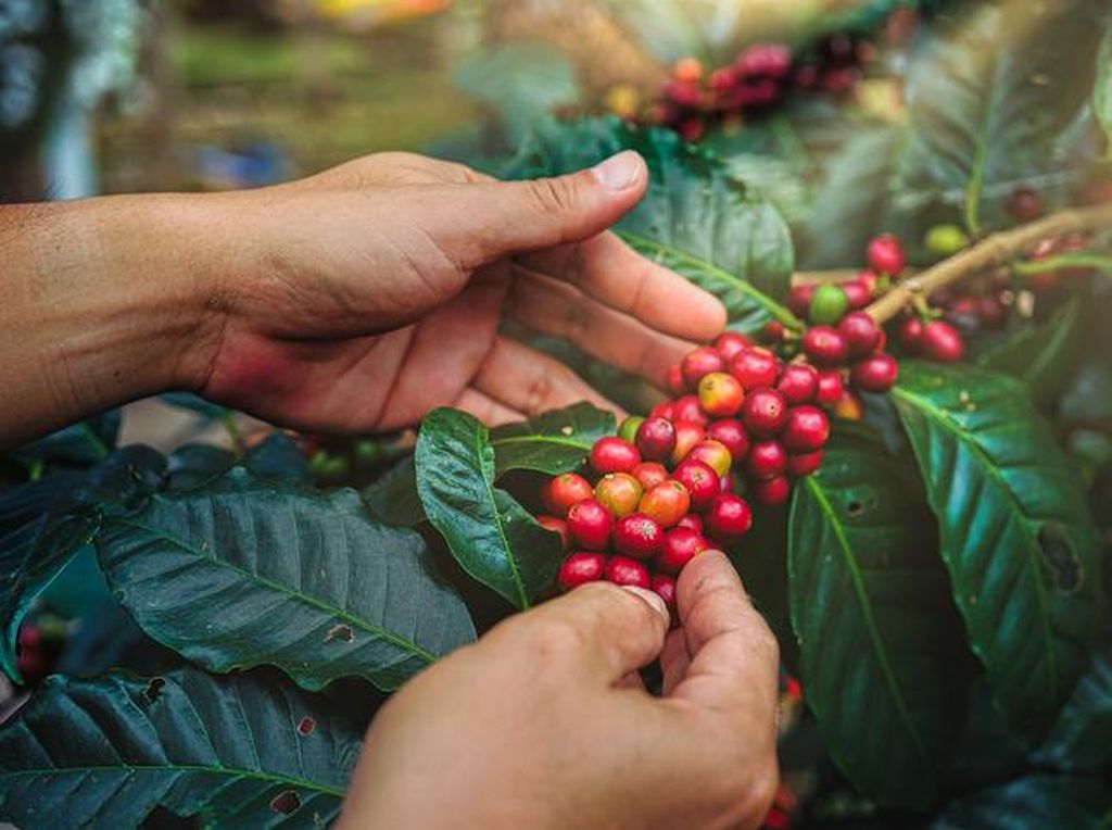 Bangga! Ini 5 Kopi Terbaik Indonesia yang Sukses Mendunia Bangga! Ini 5 Kopi Terbaik Indonesia yang Sukses Mendunia