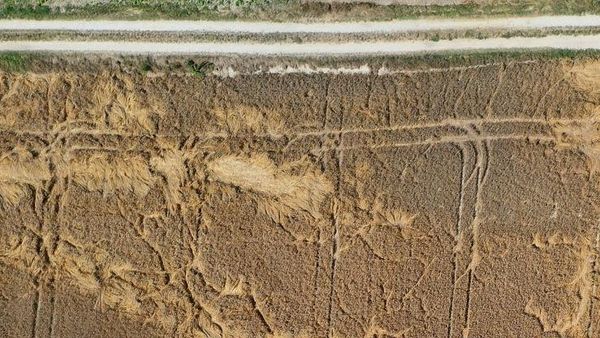Gelombang Panas Hantam Jerman, Gersang di Mana-mana
