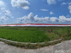 Gagahnya Merah Putih Raksasa Membentang di Tanggul Bengawan Solo Lamongan