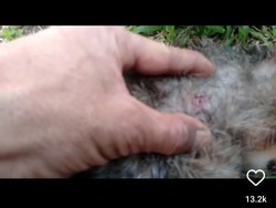 Jejak Aksi Kekerasan Oknum TNI Terhadap Satwa