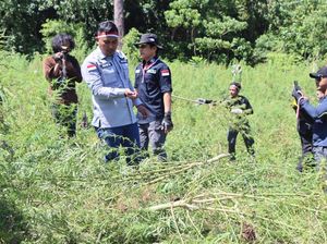 Polri Ungkap Temuan 25 Hektare Ladang Ganja di Aceh
