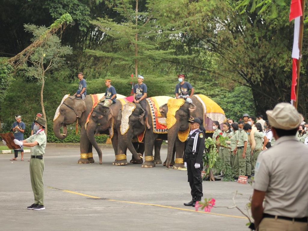 Unik! Ular hingga Gajah Ikut Upacara HUT ke-77 RI di Bali Safari Park