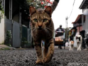 Tangis Bu Menon Kala Kucing-kucing Mati Ditembak di Sesko TNI Tangis Bu Menon Kala Kucing-kucing Mati Ditembak di Sesko TNI