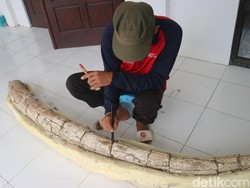 Fosil Gading Gajah Purba Ditemukan, Panjangnya 2,5 Meter