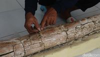 Penampakan Fosil Gading Gajah Purba di Kudus